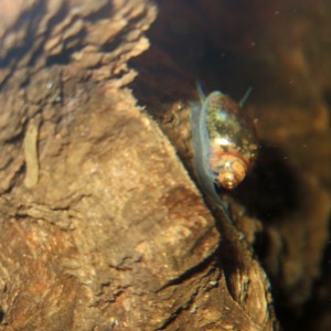 Physa.1
