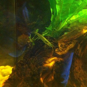 Gamba Japonica