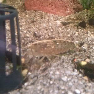 Gamba tailandesa (5,5cm)
