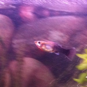 Guppy Hembra