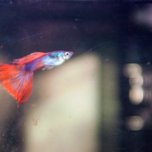 Guppy macho