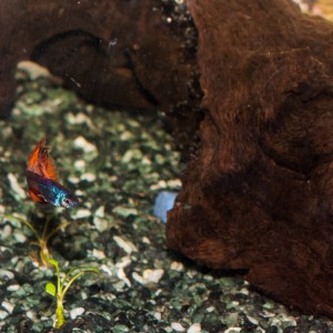 Guppy macho