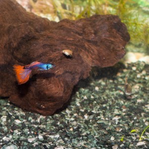 Guppy macho