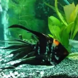 Veiltail Goldfish
