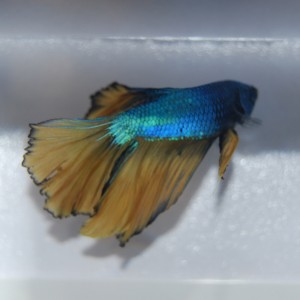 Betta