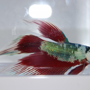 Betta