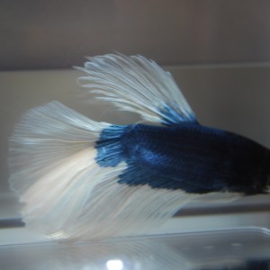Betta