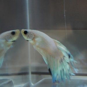 Betta