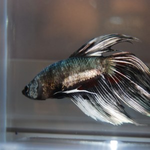 Betta