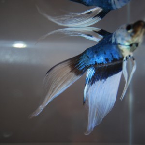 Betta