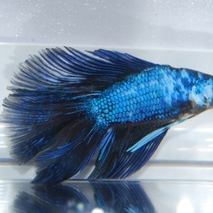 Betta