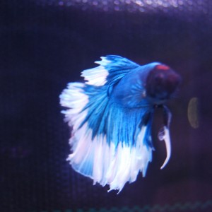 Betta