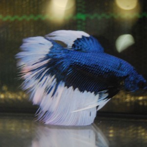 Betta