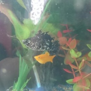 LOS MACHO DE MI ACUARIO