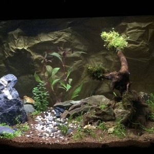 Acuario 80L