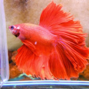 Mi betta