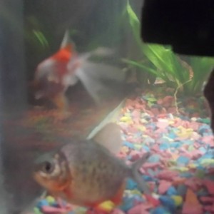 son pacu o serraselmus?