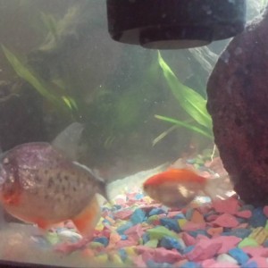 son pacu o serraselmus?