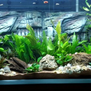 Acuario David con fondo 3D