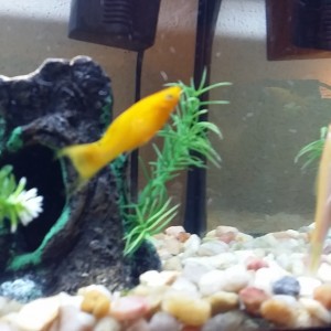 Pecera 25 litros(Mollys, Gupys, Tetras y albino Chino comelagas)