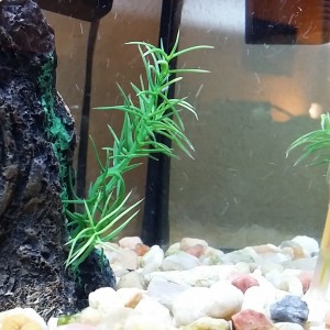 Pecera 25 litros(Mollys, Gupys, Tetras y albino Chino comelagas)