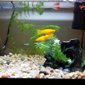 Pecera 25 litros(Mollys, Gupys, Tetras y albino Chino comelagas)