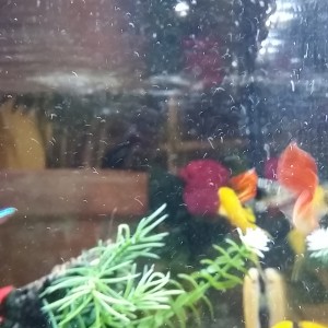 Pecera 25 litros(Mollys, Gupys, Tetras y albino Chino comelagas)