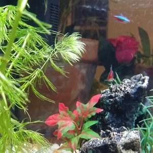 Pecera 25 litros(Mollys, Gupys, Tetras y albino Chino comelagas)