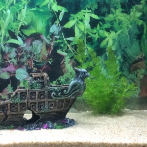 Barco hundido con plantas naturales de fondo