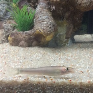 Otocinclus Affinis