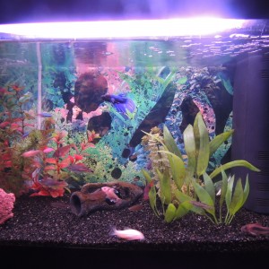 Mi Acuario 1