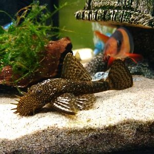 Ancistrus SP