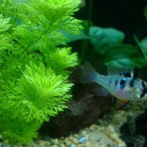ramirezi hembra
