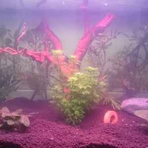 acuario de 45 litros