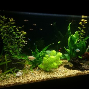 acuario 96l