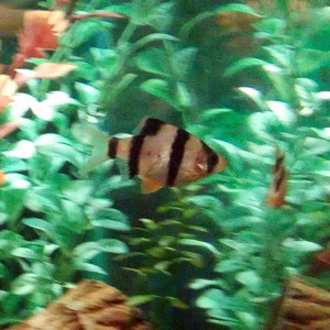 Barbo Tigre