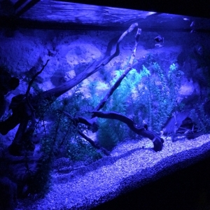 Acuario 400 L - Vista Luz Lunar (Nocturna)