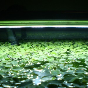 Detalle helechos de agua y lentejas de agua en nanoacuario