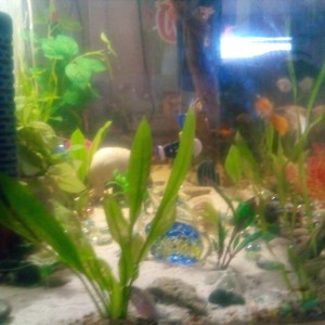Mis peces...