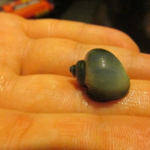 Caracol manzana1.0