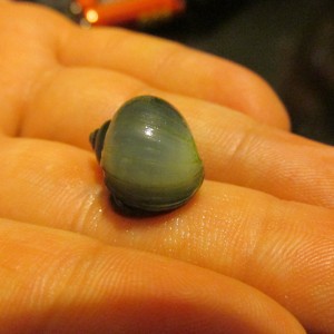 Caracol manzana1.1