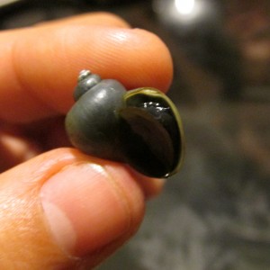Caracol manzana1.2