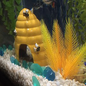 Betta Fish Escondido