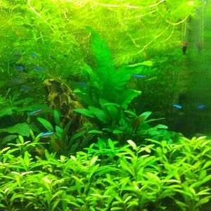 Aspecto de mi 91 l tras un mes después del plantado