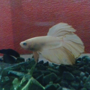 Mi betta