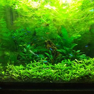 91 litros muy plantado