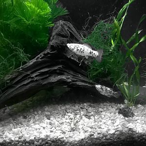 acuario semi plantado