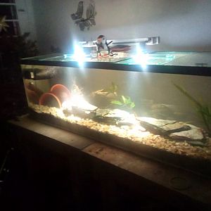 Ciclidos