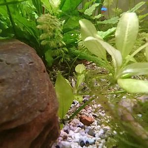 Eheim 126L desde dentro