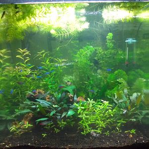 Resultados de la poda y despejado de las plantas
